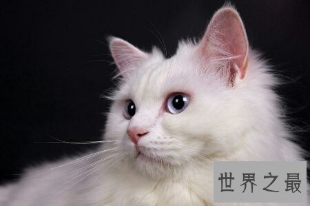 【图】你们知道世界上最陈旧的猫叫做安哥拉猫吗