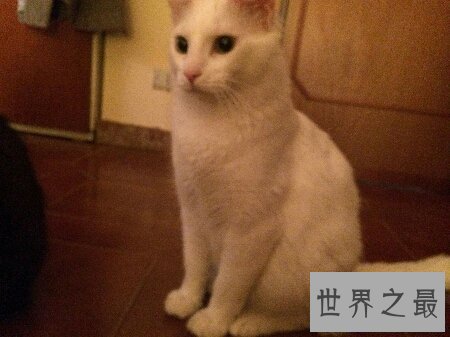【图】你们知道世界上最陈旧的猫叫做安哥拉猫吗