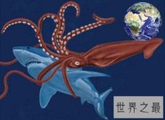 【图】你知道世界上最大的的乌贼叫大王酸浆鱿吗