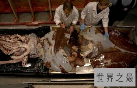【图】你知道世界上最大的的乌贼叫大王酸浆鱿吗