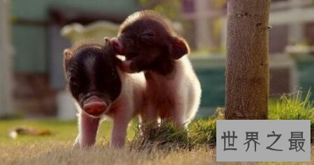 【图】爱养宠物的人们知道作为新萌宠出现的茶杯猪吗