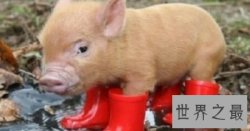 【图】爱养宠物的人们知道作为新萌宠出现的茶杯猪吗