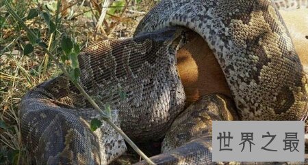 【图】你知道哪些关于哪些蛇的电影 你感觉害怕吗