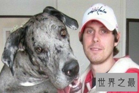 【图】人面犬指的是一种长得像人的狗 真实是神奇啊
