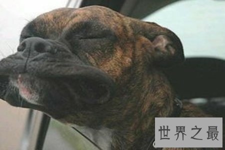 【图】人面犬指的是一种长得像人的狗 真实是神奇啊