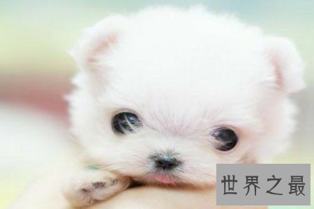 【图】人面犬指的是一种长得像人的狗 真实是神奇啊