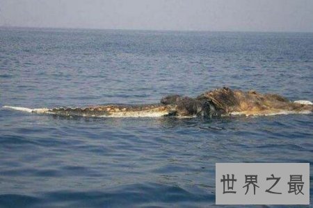 【图】揭秘一种奇异的深海巨兽长毛鱼 它真的存在吗