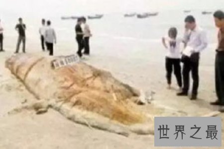 【图】揭秘一种奇异的深海巨兽长毛鱼 它真的存在吗