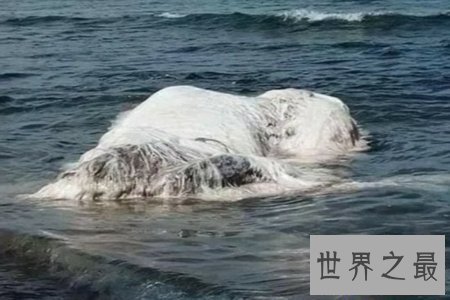 【图】揭秘一种奇异的深海巨兽长毛鱼 它真的存在吗