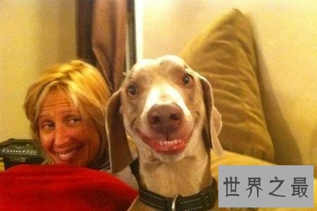 【图】人面犬指的是一种长得像人的狗 真实是神奇啊