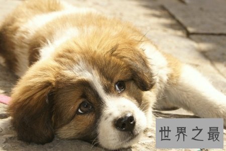 【图】人面犬指的是一种长得像人的狗 真实是神奇啊