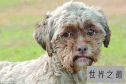 【图】人面犬指的是一种长得像人的狗 实在是神奇啊