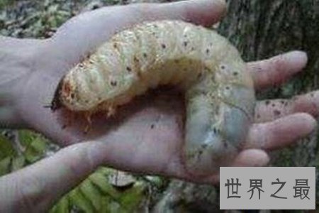 【图】痋术是是一种巫术 也是一种邪术 听说它非常可怕