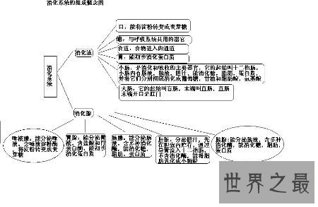 【图】消化系统的组成在初中就学了 至今历历在目吧