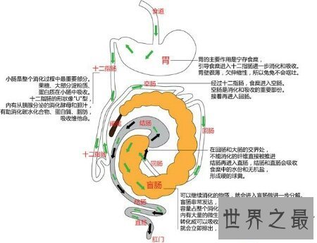 【图】消化系统的组成在初中就学了 至今历历在目吧