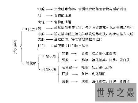 【图】消化系统的组成在初中就学了 至今历历在目吧