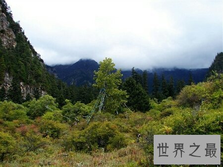 【图】中国原始森林如今还有多少了 最大的是那个