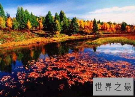 【图】中国原始森林如今还有多少了 最大的是那个