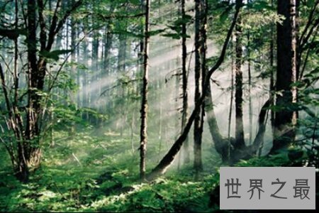 【图】中国原始森林如今还有多少了 最大的是那个