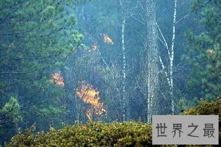 【图】中国原始森林如今还有多少了 最大的是那个