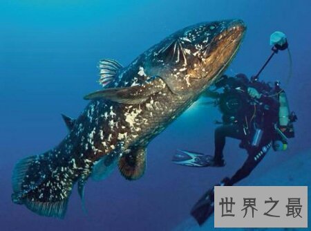 【图】你知道腔棘鱼是什么吗 它能否真的灭绝了呢