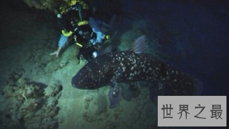 【图】你知道腔棘鱼是什么吗 它能否真的灭绝了呢