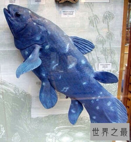 【图】你知道腔棘鱼是什么吗 它能否真的灭绝了呢