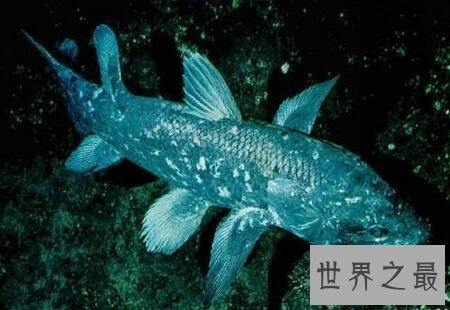 【图】你知道腔棘鱼是什么吗 它能否真的灭绝了呢