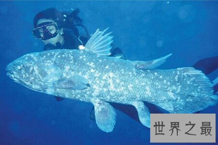 【图】你知道腔棘鱼是什么吗 它能否真的灭绝了呢
