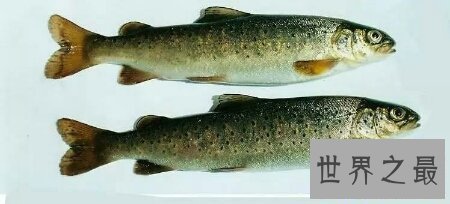 【图】厨房大知识 你知道哲罗鱼怎么做才更好吃吗