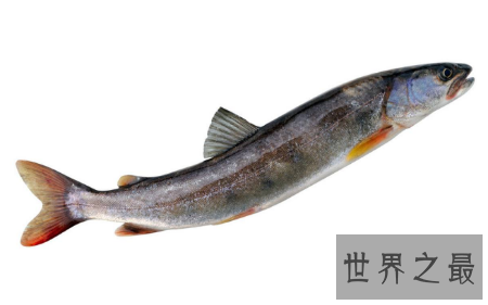 【图】厨房大知识 你知道哲罗鱼怎么做才更好吃吗