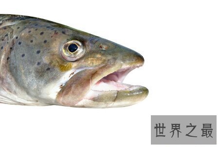 【图】厨房大知识 你知道哲罗鱼怎么做才更好吃吗