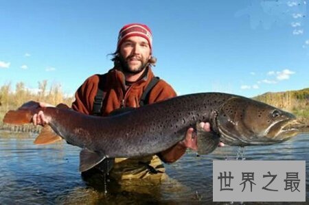 【图】厨房大知识 你知道哲罗鱼怎么做才更好吃吗