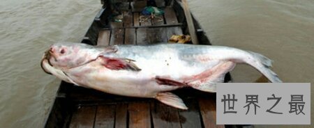 【图】厨房大知识 你知道哲罗鱼怎么做才更好吃吗