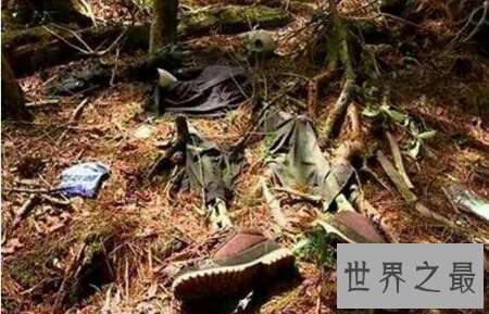 【图】你知道那些可怕的植物中其一的食人柳吗
