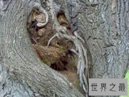 【图】你知道那些可怕的植物中其一的食人柳吗