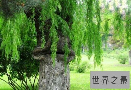 【图】你知道那些可怕的植物中其一的食人柳吗