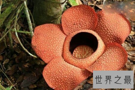 【图】你知道那些可怕的植物中其一的食人柳吗