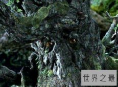 【图】你知道那些可怕的植物中其一的食人柳吗