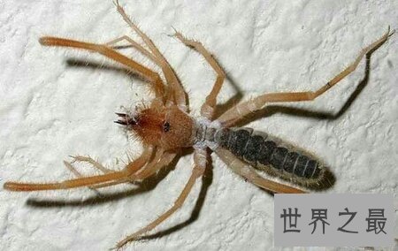 【图】青睐蜘蛛的人士连忙过来了 你知道什么是巨骆驼