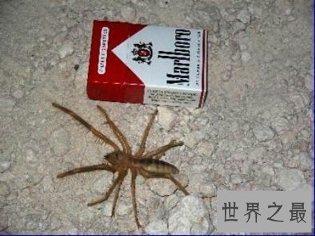【图】青睐蜘蛛的人士连忙过来了 你知道什么是巨骆驼