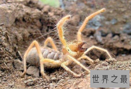 【图】青睐蜘蛛的人士连忙过来了 你知道什么是巨骆驼