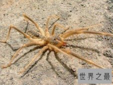 【图】喜欢蜘蛛的人士赶紧过来了 你知道什么是巨骆驼