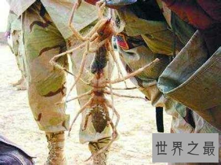 【图】青睐蜘蛛的人士连忙过来了 你知道什么是巨骆驼