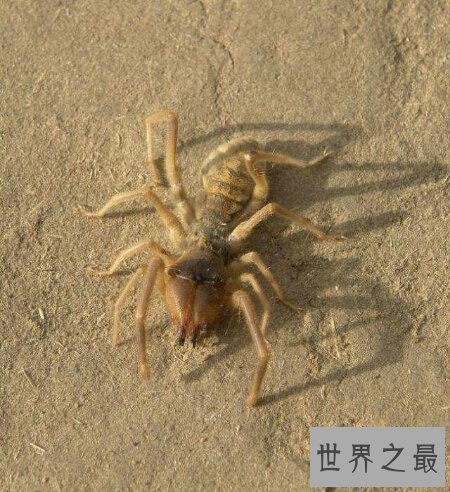 【图】青睐蜘蛛的人士连忙过来了 你知道什么是巨骆驼