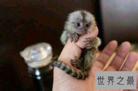 【图】你们知道世界上最小的猴子叫做拇指猴吗