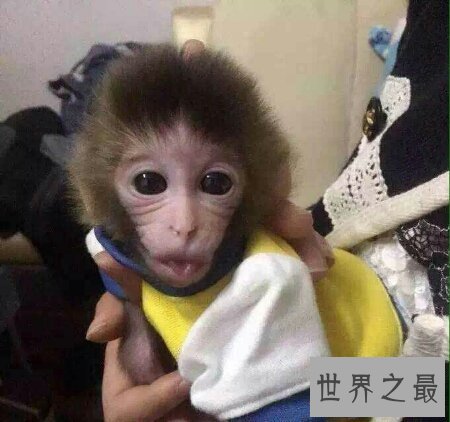 【图】你们知道世界上最小的猴子叫做拇指猴吗