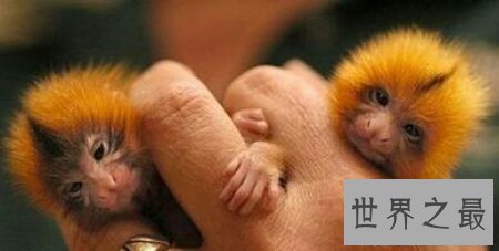 【图】你们知道世界上最小的猴子叫做拇指猴吗