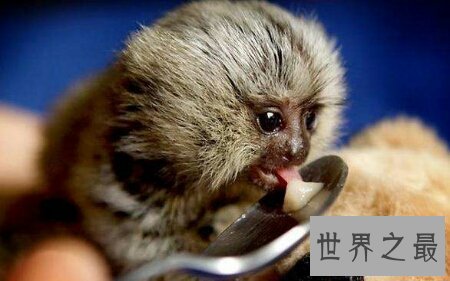 【图】你们知道世界上最小的猴子叫做拇指猴吗