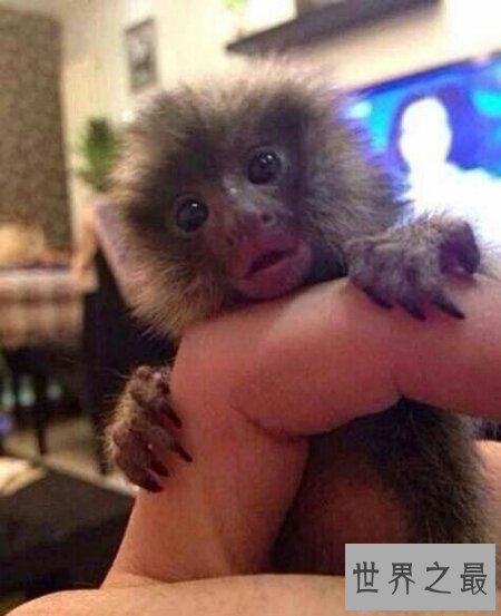 【图】你们知道世界上最小的猴子叫做拇指猴吗